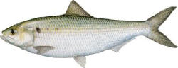 American Shad