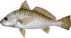 Atlantic Croaker