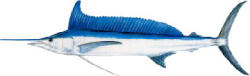 Longbill Spearfish