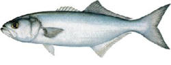 Bluefish