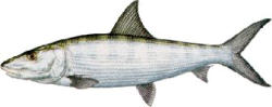 Bonefish