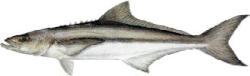Cobia