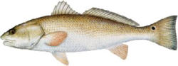 Red Drum