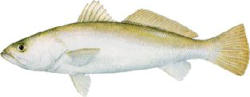 Sand Sea Trout