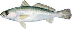 Silver Sea Trout