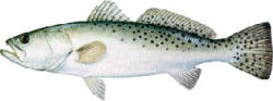 Spotted Sea Trout