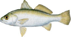 Silver Perch