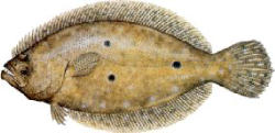 Flounder