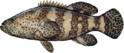 Jew Fish
