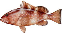Red Grouper