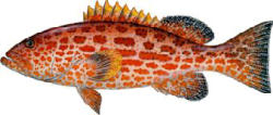 Yellowfin Grouper