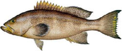 Yellowmouth Grouper