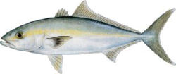 Banded Rudder Fish