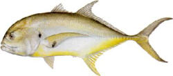 Crevalle Jack