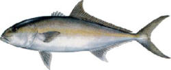 Greater Amberjack
