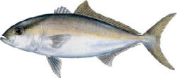Lesser Amberjack