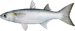 Fantail Mullet