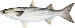 Striped Mullet