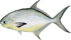 Florida Pompano