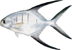 Palometa