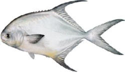 Permit