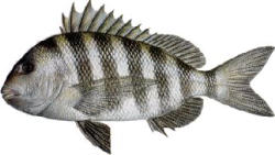 Sheepshead