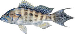 Bank Sea Bass