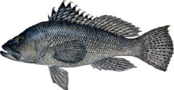 Black Sea Bass