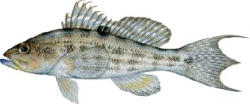 Rock Sea Bass