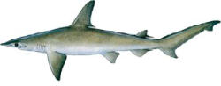 Bonnethead Shark