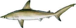 Scalloped Hammerhead