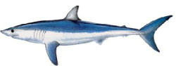 Shortfin Mako