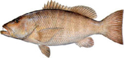 Cubera Snapper