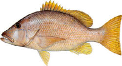 Dog Snapper