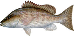 Grey Snapper