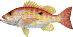 Lane Snapper