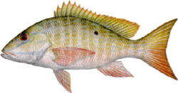 Mutton Snapper