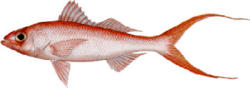 Queen Snapper
