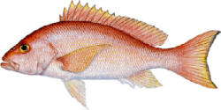 Silk Snapper