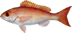 Vermilion Snapper