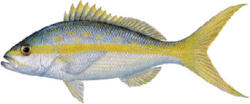 Yellowtail Snapper