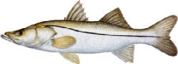Common Snook