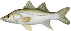 Fat Snook