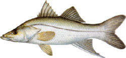 Swordspine Snook