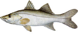 Tarpon Snook