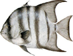 Atlantic Spadefish