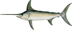 Swordfish
