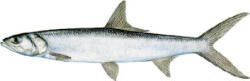 Ladyfish