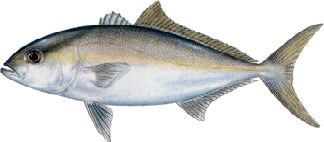 Amberjack